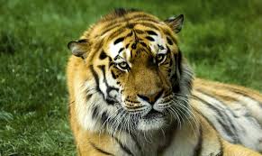 Imagen de un tigre